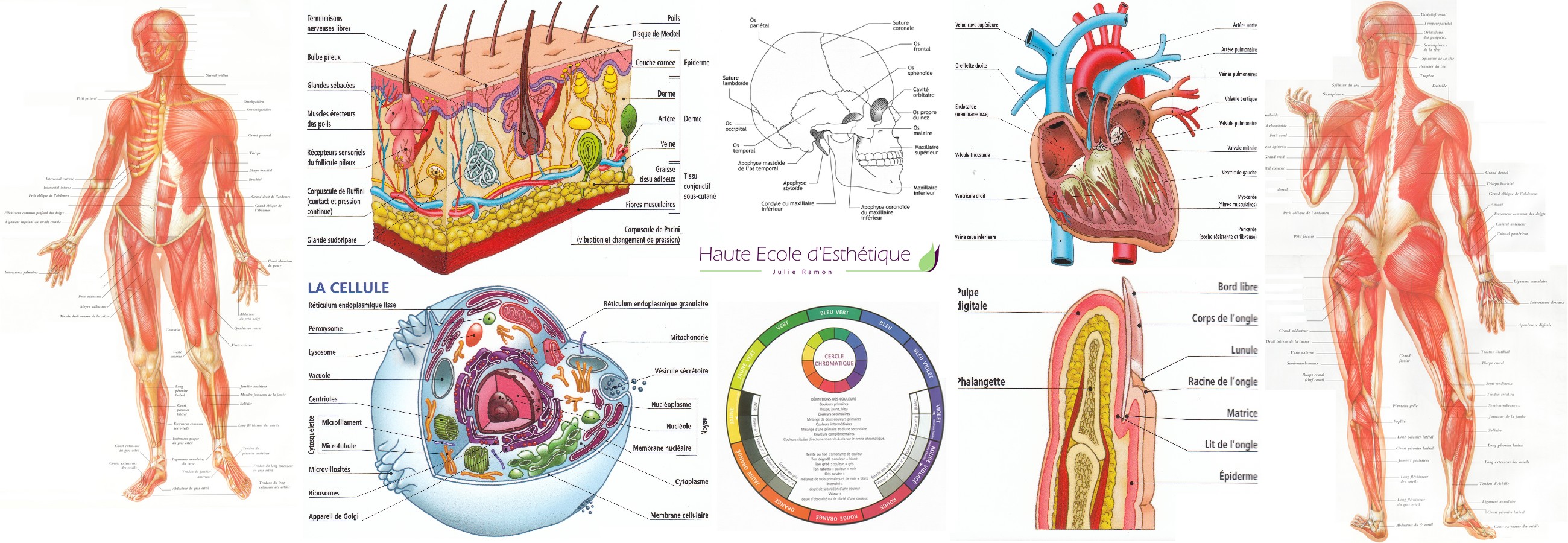 Formation esthétique